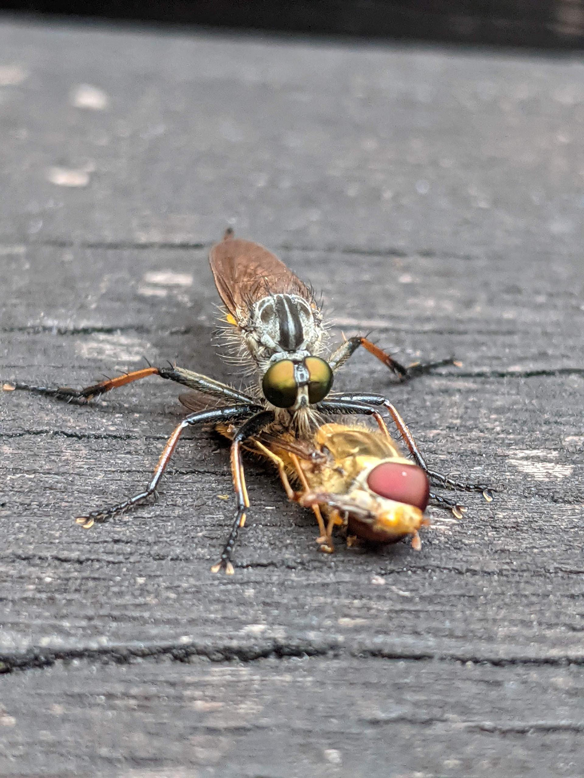 Robber fly having a snack on a bench in the garden of the Ugly House